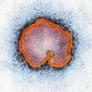 Avian influenza virus, TEM C015 / 8800