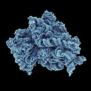 Bacterial ribosome, molecular model