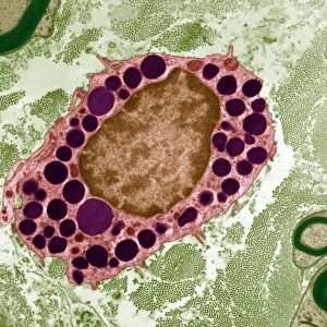 Basophil white blood cell, TEM