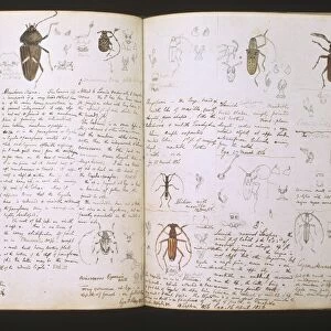 Beetles, 18th century illustration C013 / 6806