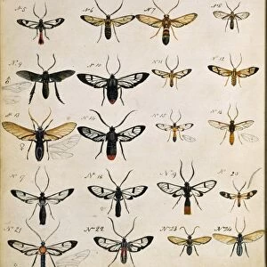 Beetles, 18th century illustration C013 / 6807