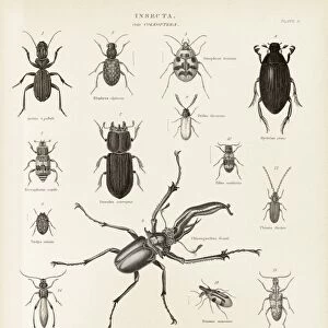 Beetles, 19th century C015 / 6100