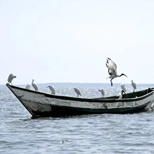 Birds sitting on a boat
