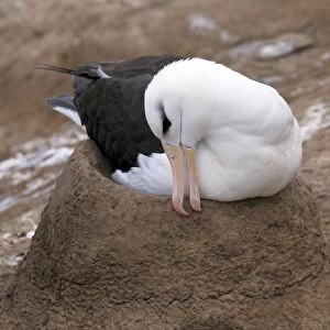 Black-browed albatross nesting