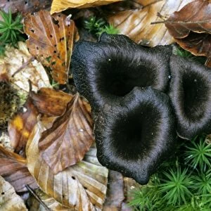 Black chanterelle mushrooms