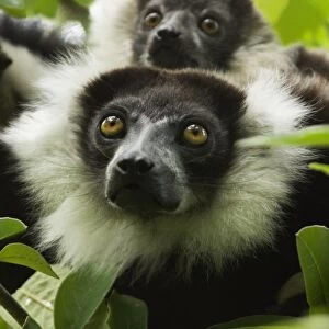 Black and white ruffed lemurs