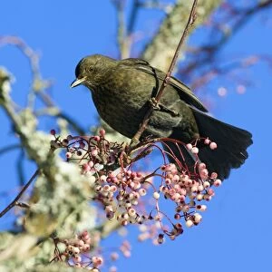 Blackbird female feeding on berries