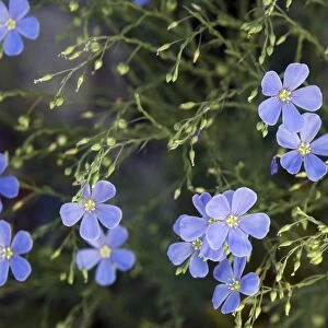 Blue flax (Linum lewisii)