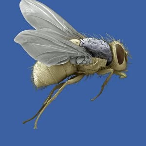 Bluebottle fly, SEM
