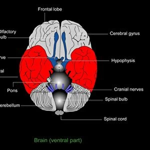 Brain anatomy, diagram