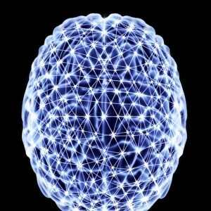 Brain, neural network