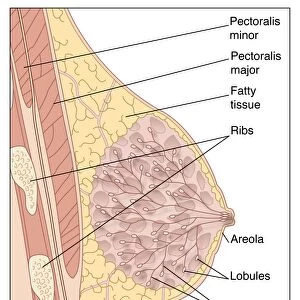 Breast anatomy, artwork