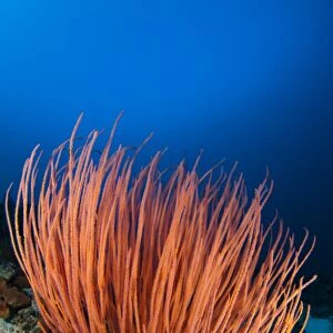 Bright red sea whip in Indonesia