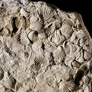 Camarotoechi, brachiopod fossils C016 / 4846