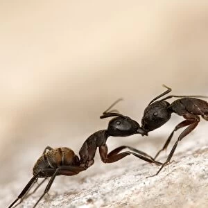 Carpenter ants fighting