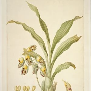 Catasetum macrocarpum, 18th century C016 / 5488