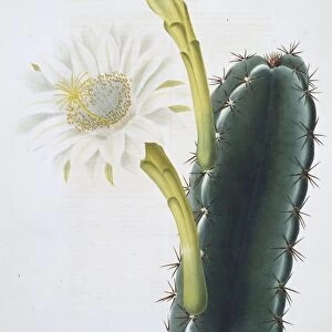 Cereus cactus, 19th century C013 / 6777