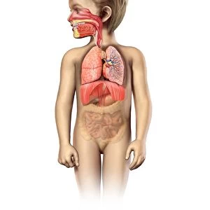 Childs respiratory system, artwork