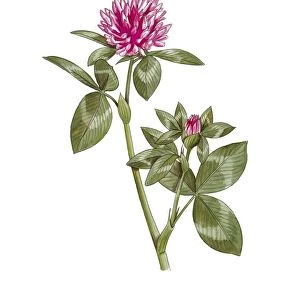 Clover (Trifolium pratense), artwork C016 / 3429
