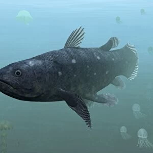 Coelacanth fish, artwork C013 / 5754