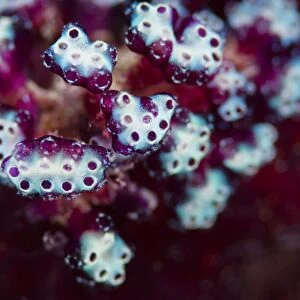 A colony of tunicates in the Maldives