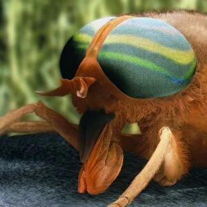 Coloured SEM of a horsefly (Tabanus bromius)