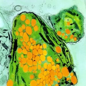 Coloured TEM of cress chloroplast growing plastic