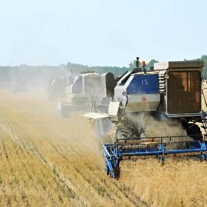 Combine harvesters in a wheat field C015 / 5901