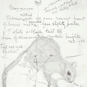 Common dormouse, sketch C016 / 5883