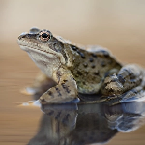 Common frog on a pond