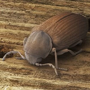 Common furniture beetle, SEM