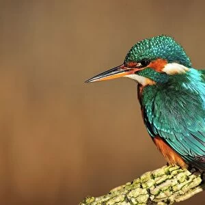 Common kingfisher C015 / 6384