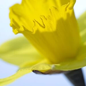 Daffodil (Narcissus sp. )