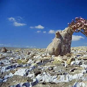 Desert rose tree