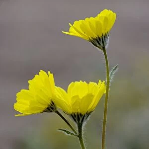Desert sunflower (Geraea canescens)