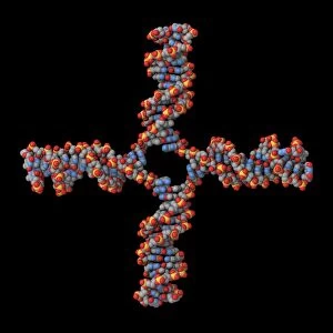 DNA recombination, molecular model