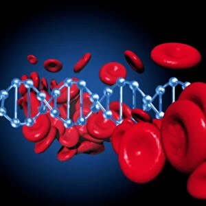 DNA and red blood cells