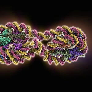 DNA tetranucleosome, molecular model