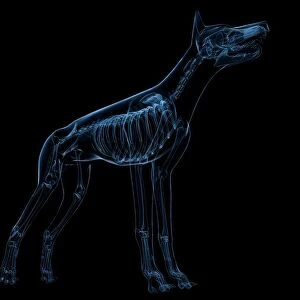 Dog skeleton, artwork F006 / 2267