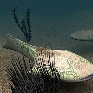 Drepanaspis sp. prehistoric fish