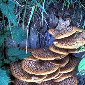 Dryads saddle fungi