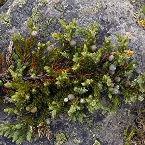 Dwarf common juniper (Juniperus communis)