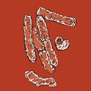 E. coli bacteria, illustration C018 / 0733