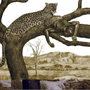 Early hominid killed by a leopard C013 / 9583