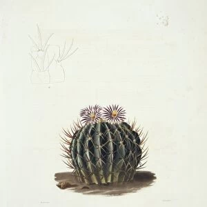 Echinocactus cactus, 19th century C013 / 6779