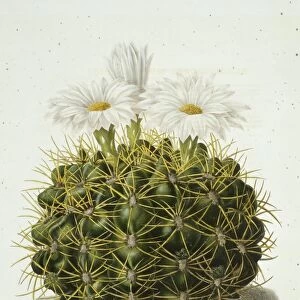 Echinocactus monvillii cactus, artwork C013 / 6786