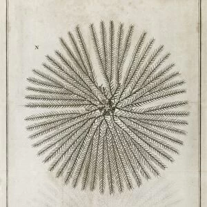 Echinoderm, 18th century