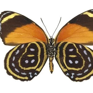 Eighty eight butterfly C016 / 5692