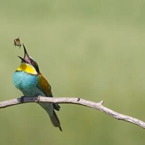 European bee-eater eating a bee C015 / 6866