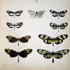 Examples of mimicry among butterflies C013 / 6441